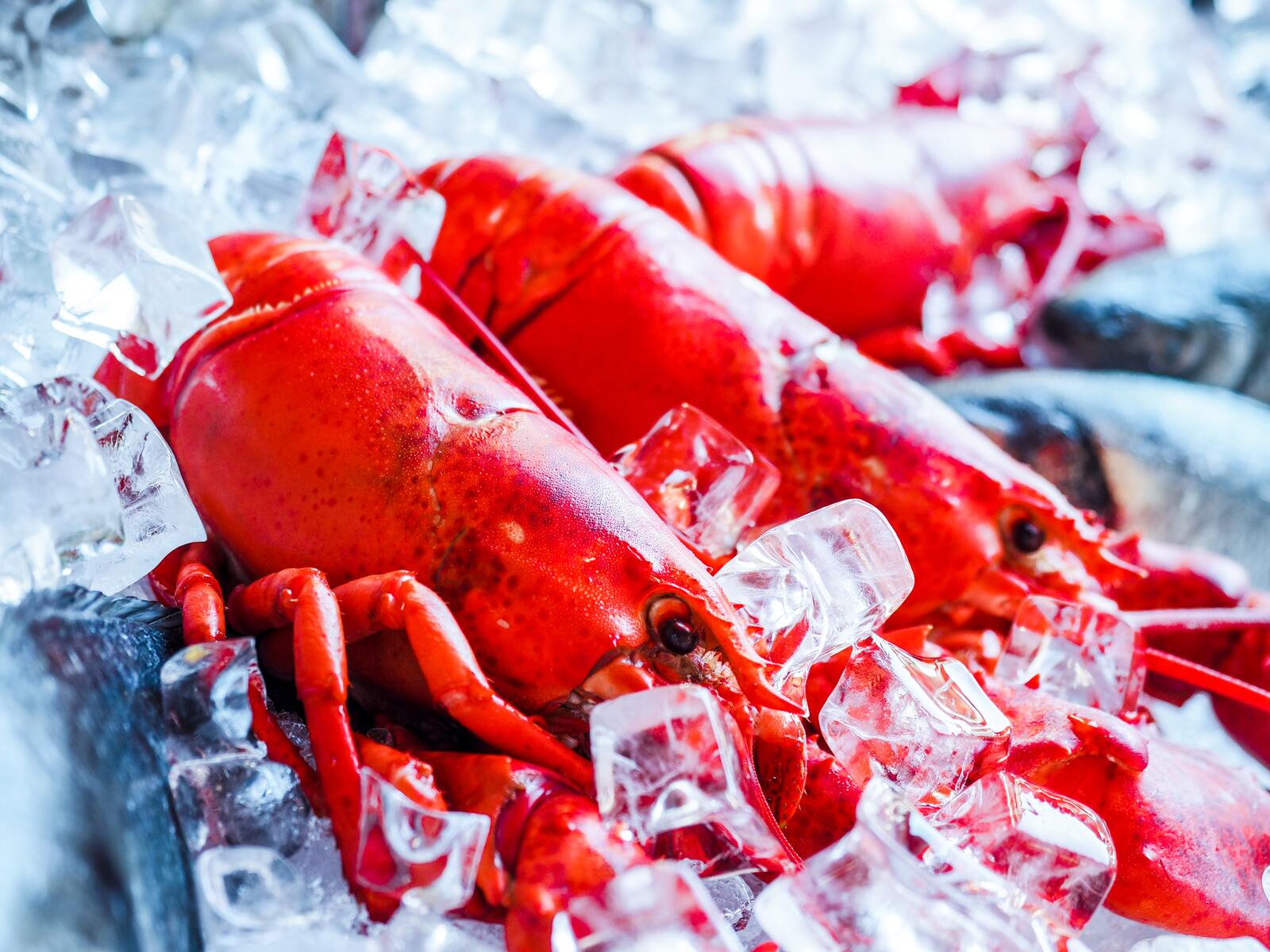 Achetez un NFT et obtenir un homard vivant en prime